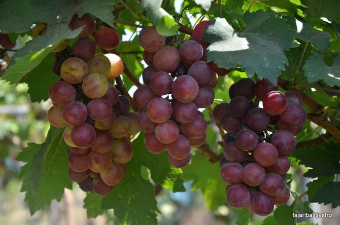 Detail Gambar Kebun Anggur Di Indonesia Nomer 39