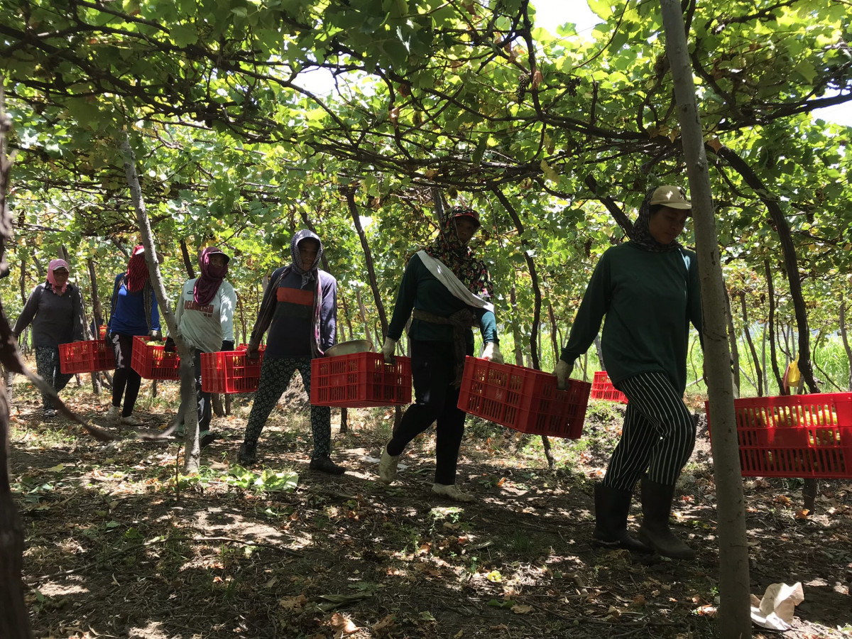 Detail Gambar Kebun Anggur Di Indonesia Nomer 42