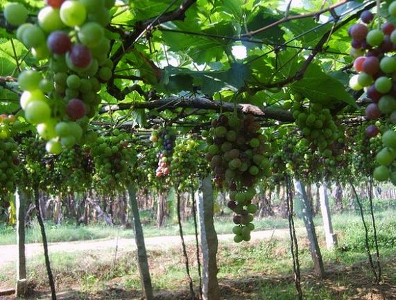 Detail Gambar Kebun Anggur Di Indonesia Nomer 5