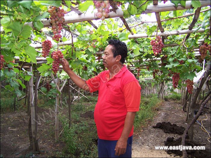 Detail Gambar Kebun Anggur Di Indonesia Nomer 44