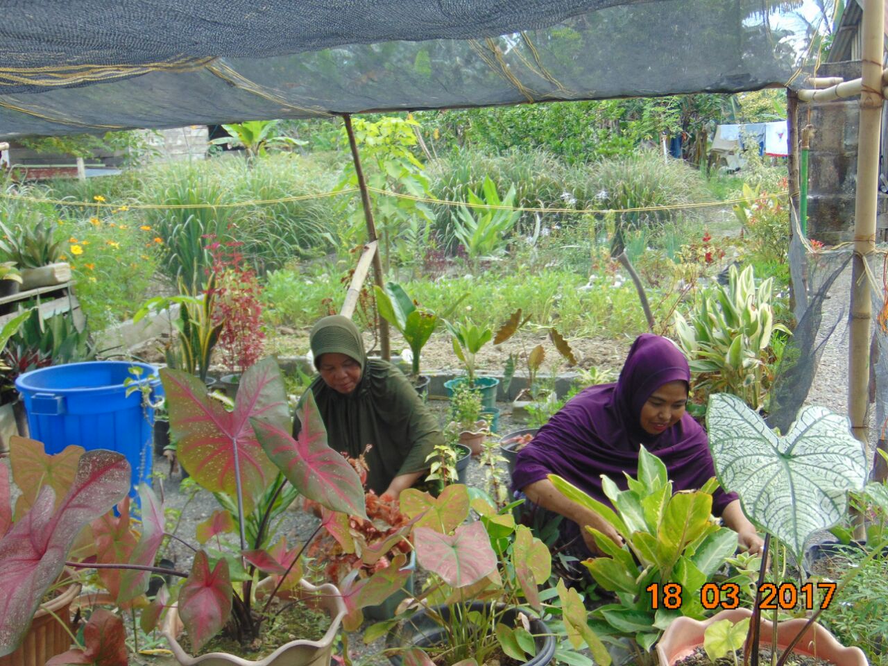 Detail Gambar Kebun Apltek Hidup Nomer 23