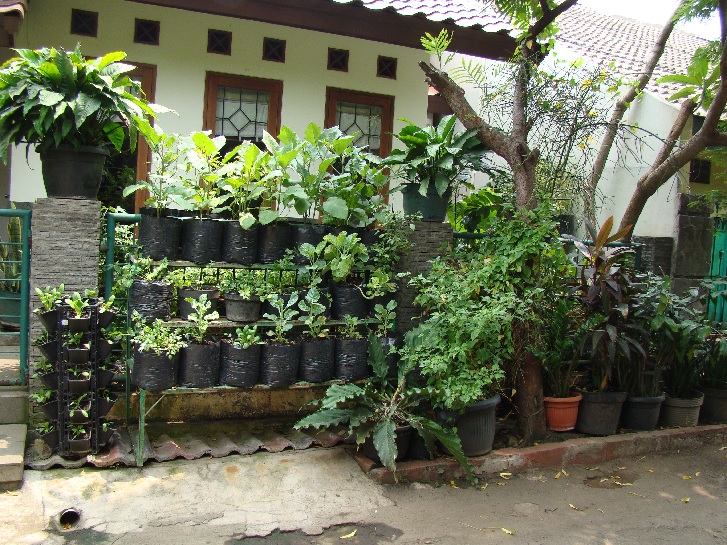 Detail Gambar Kebun Apltek Hidup Nomer 6