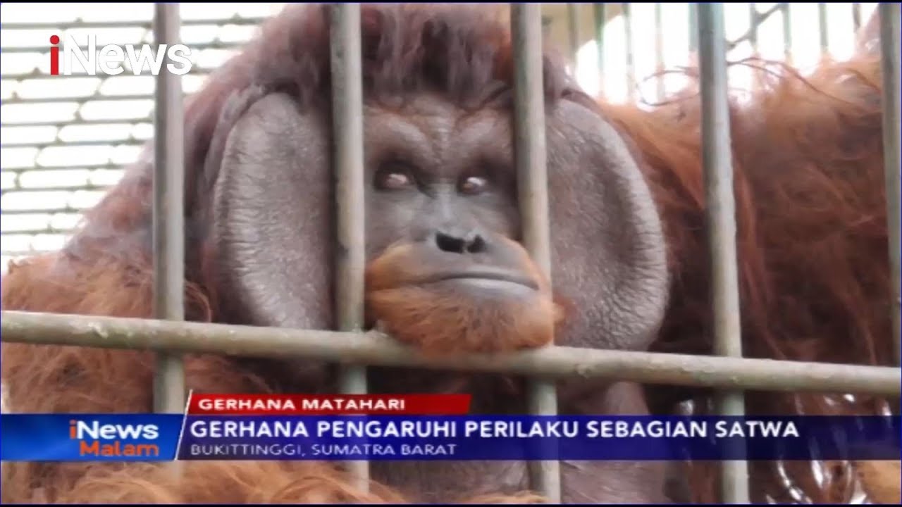 Detail Gambar Kebun Binatang Bukittinggi Nomer 37
