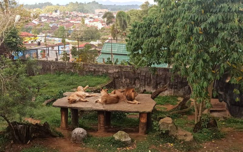 Detail Gambar Kebun Binatang Bukittinggi Nomer 38