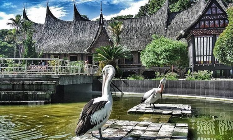 Detail Gambar Kebun Binatang Bukittinggi Nomer 51