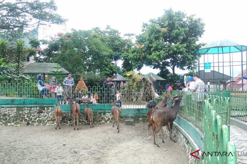 Detail Gambar Kebun Binatang Bukittinggi Nomer 10