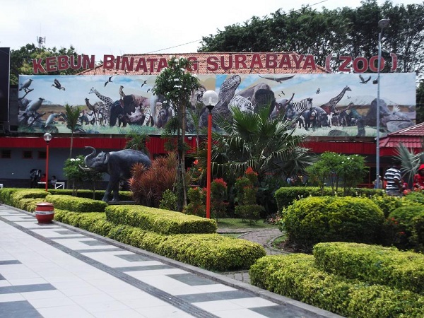 Detail Gambar Kebun Binatang Surabaya Nomer 21
