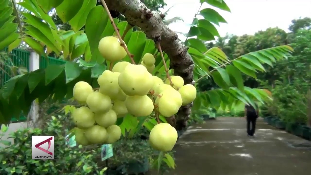 Detail Gambar Kebun Buah Nomer 21