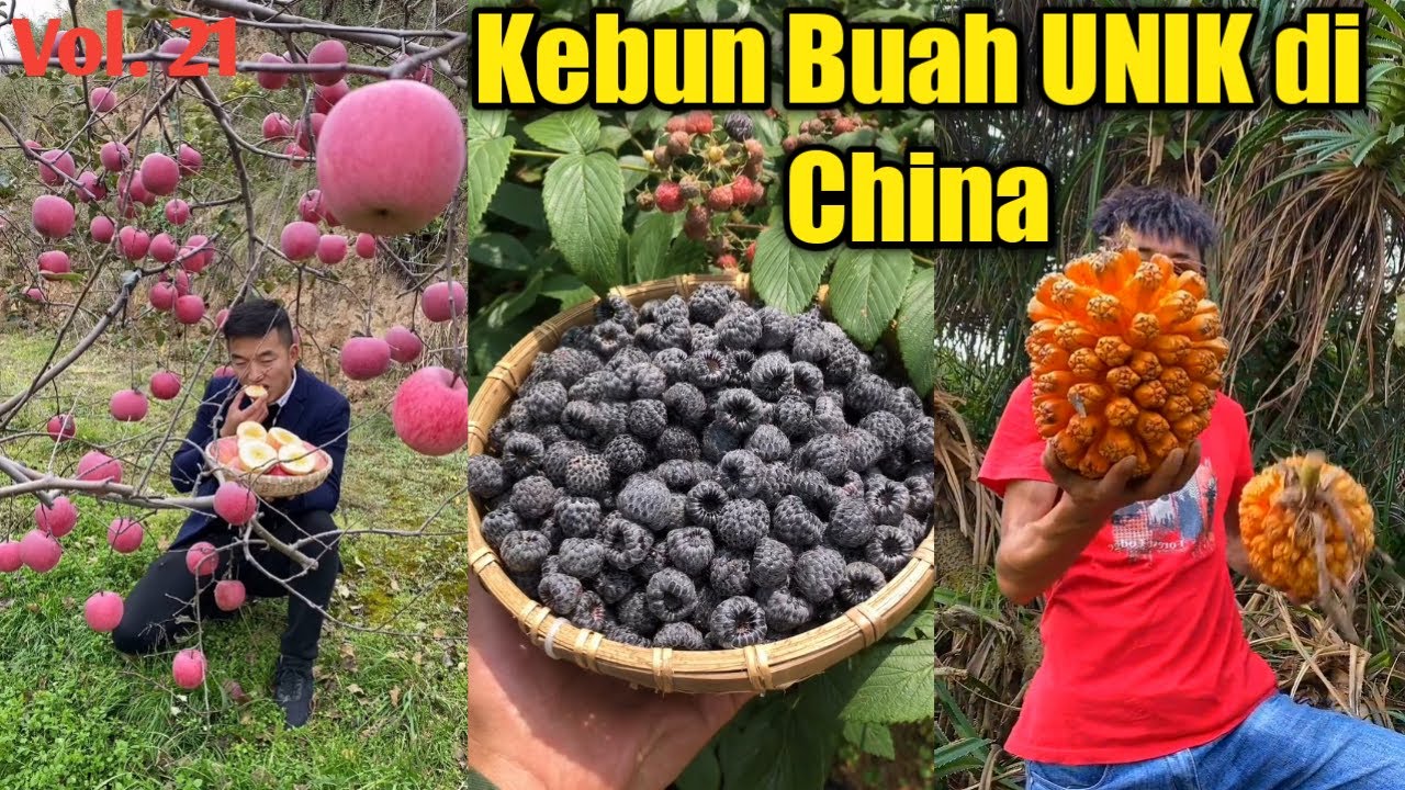 Detail Gambar Kebun Buah Nomer 36