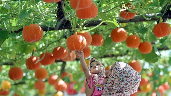 Detail Gambar Kebun Buah Nomer 9