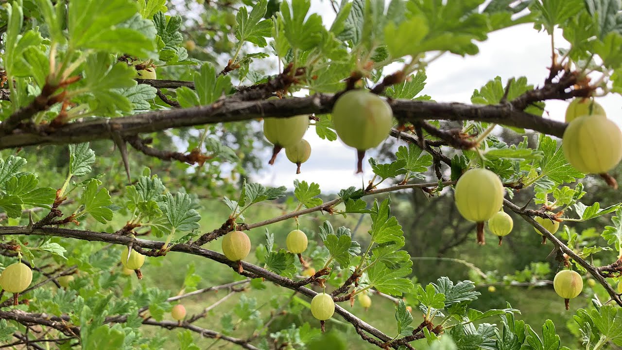 Detail Gambar Kebun Buah Buahan Nomer 26