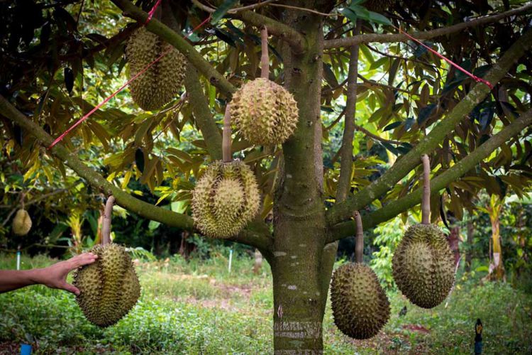 Detail Gambar Kebun Buah Buahan Nomer 34