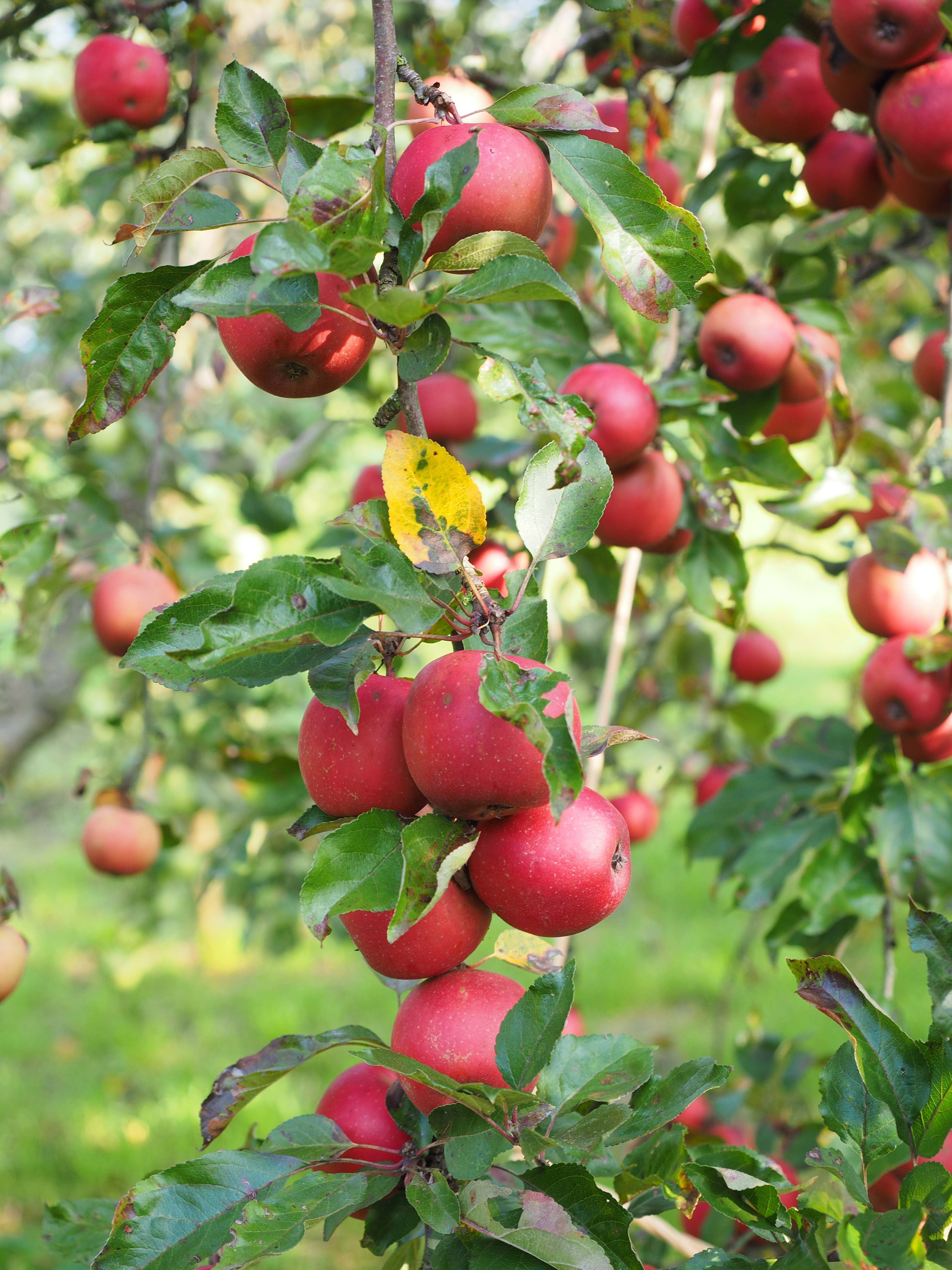 Detail Gambar Kebun Buah Buahan Nomer 35