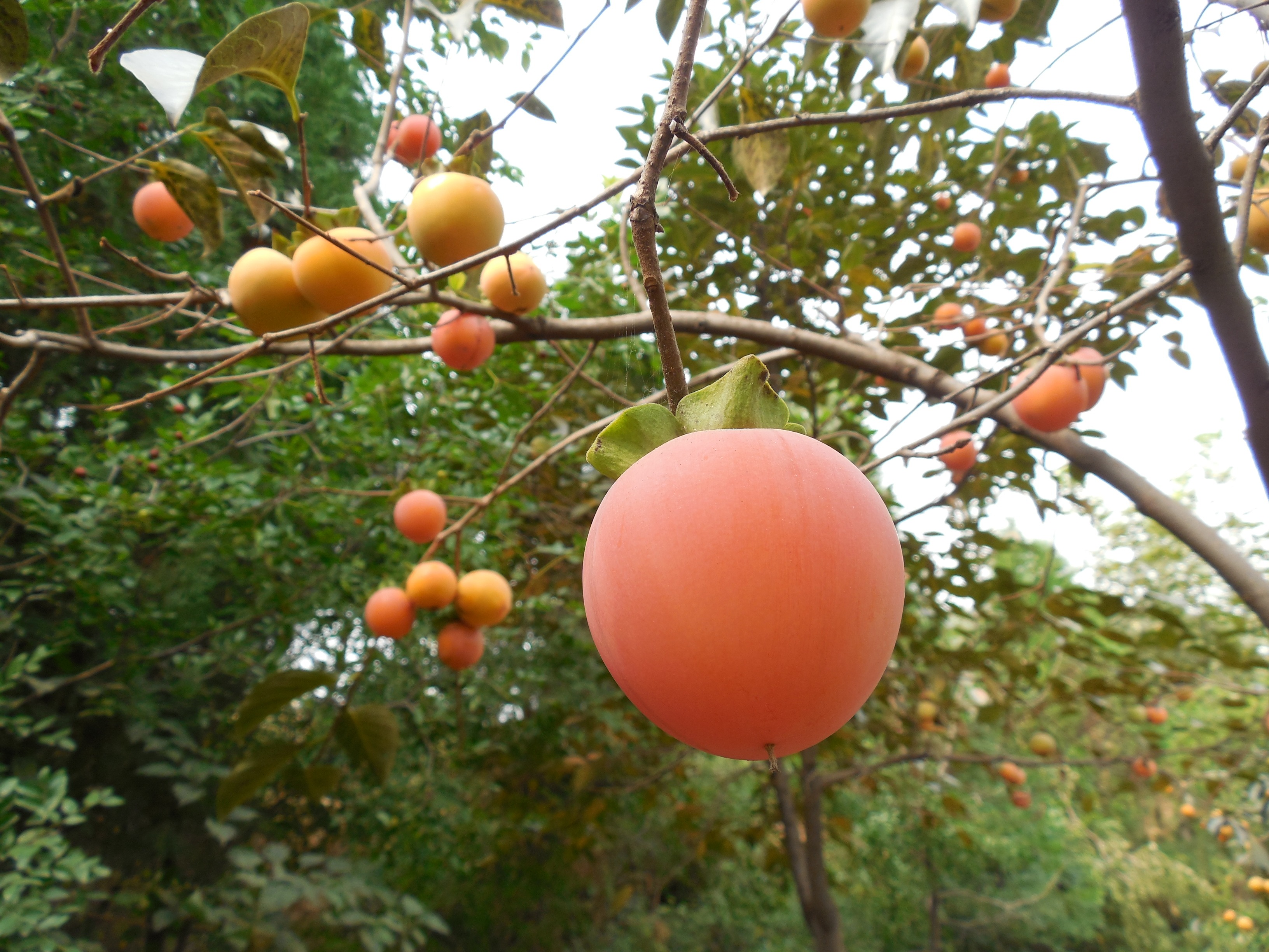 Detail Gambar Kebun Buah Buahan Nomer 45