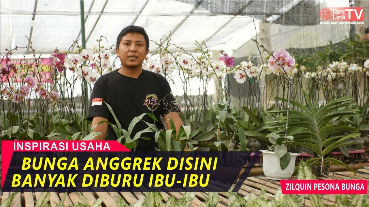 Detail Gambar Kebun Bunga Anggrek Nomer 30