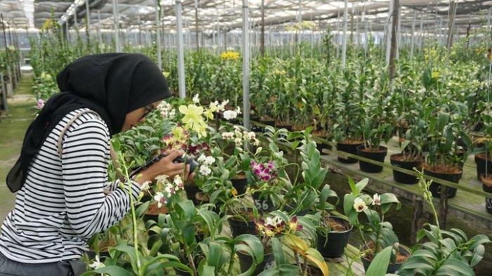 Detail Gambar Kebun Bunga Anggrek Nomer 39