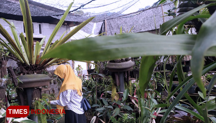 Detail Gambar Kebun Bunga Anggrek Nomer 51