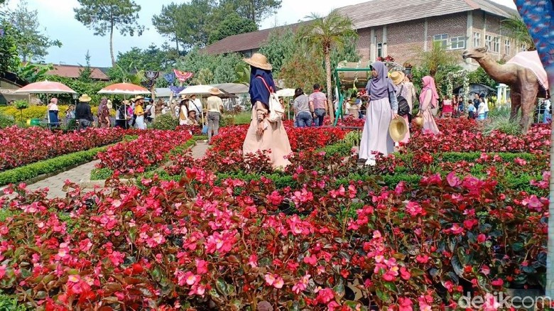 Detail Gambar Kebun Bunga Di Bandung Nomer 57