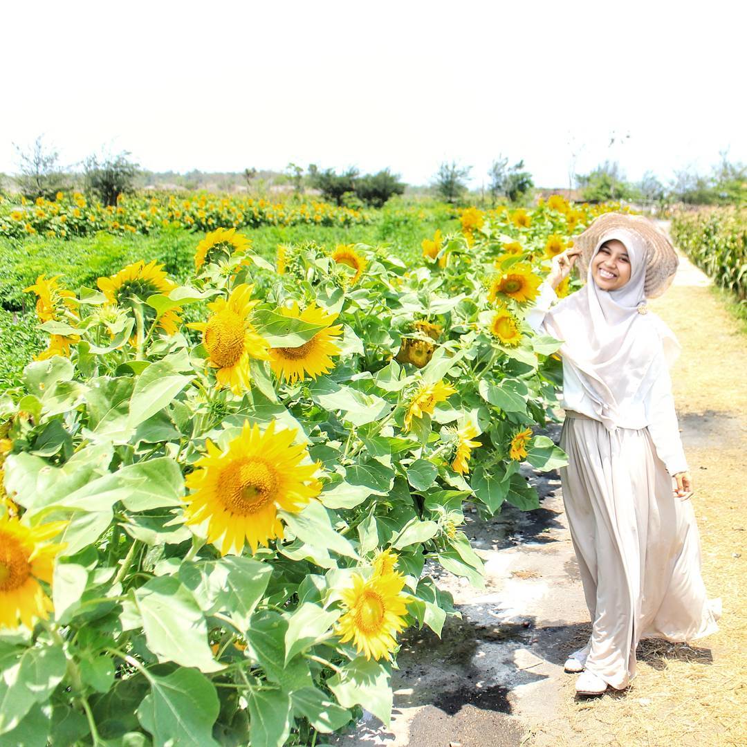 Detail Gambar Kebun Bunga Matahari Nomer 17