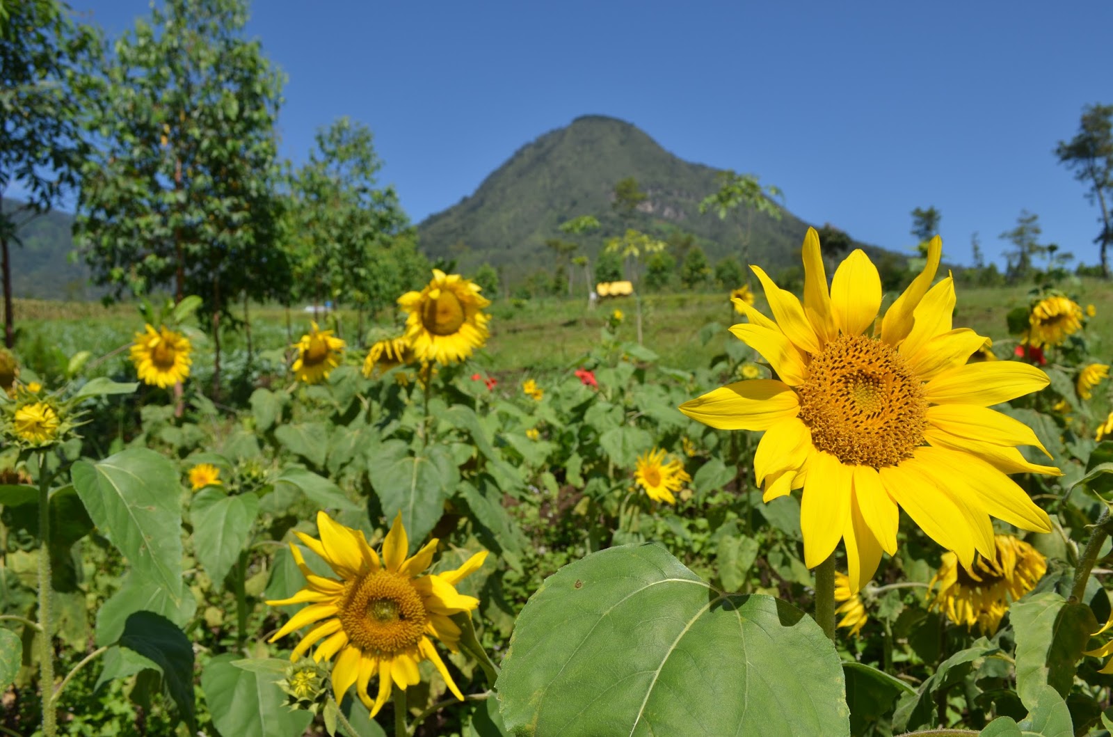 Detail Gambar Kebun Bunga Matahari Nomer 22