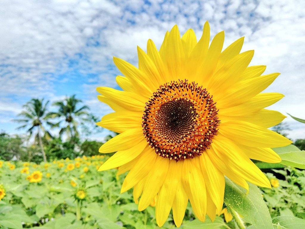 Detail Gambar Kebun Bunga Matahari Nomer 26