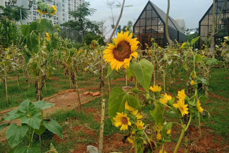 Detail Gambar Kebun Bunga Matahari Nomer 28