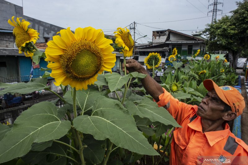 Detail Gambar Kebun Bunga Matahari Nomer 36