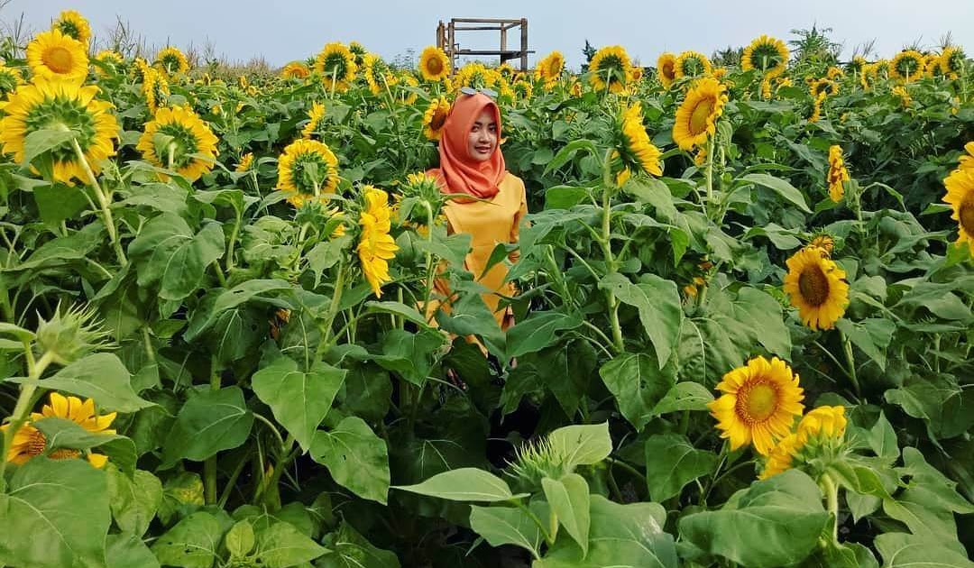 Detail Gambar Kebun Bunga Matahari Nomer 4