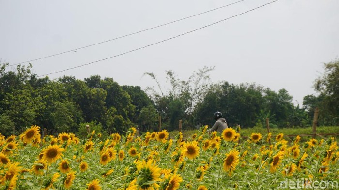 Detail Gambar Kebun Bunga Matahari Nomer 41