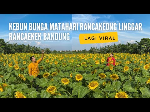 Detail Gambar Kebun Bunga Matahari Nomer 44