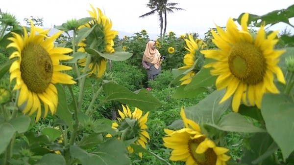 Detail Gambar Kebun Bunga Matahari Nomer 45