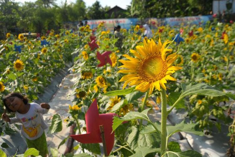 Detail Gambar Kebun Bunga Matahari Nomer 5