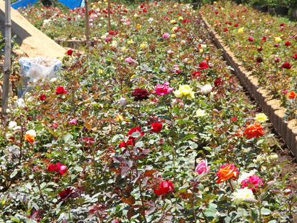 Detail Gambar Kebun Bunga Mawar Nomer 48