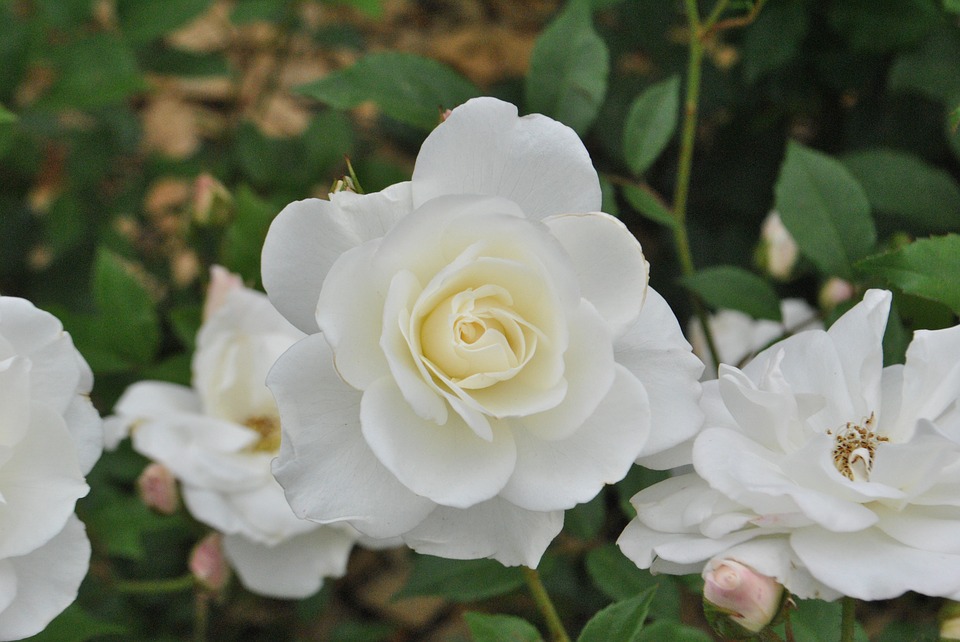 Detail Gambar Kebun Bunga Mawar Putih Nomer 2