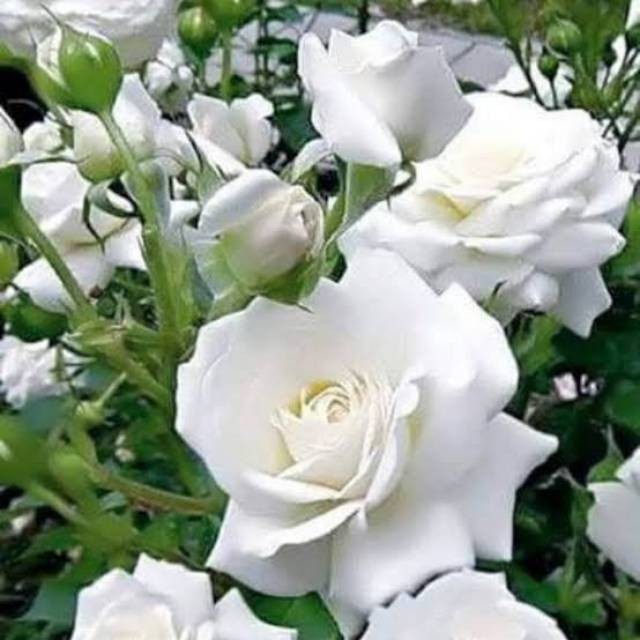 Detail Gambar Kebun Bunga Mawar Putih Nomer 5
