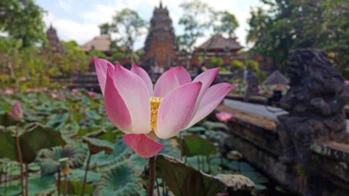 Detail Gambar Kebun Bunga Teratai Putih Nomer 29