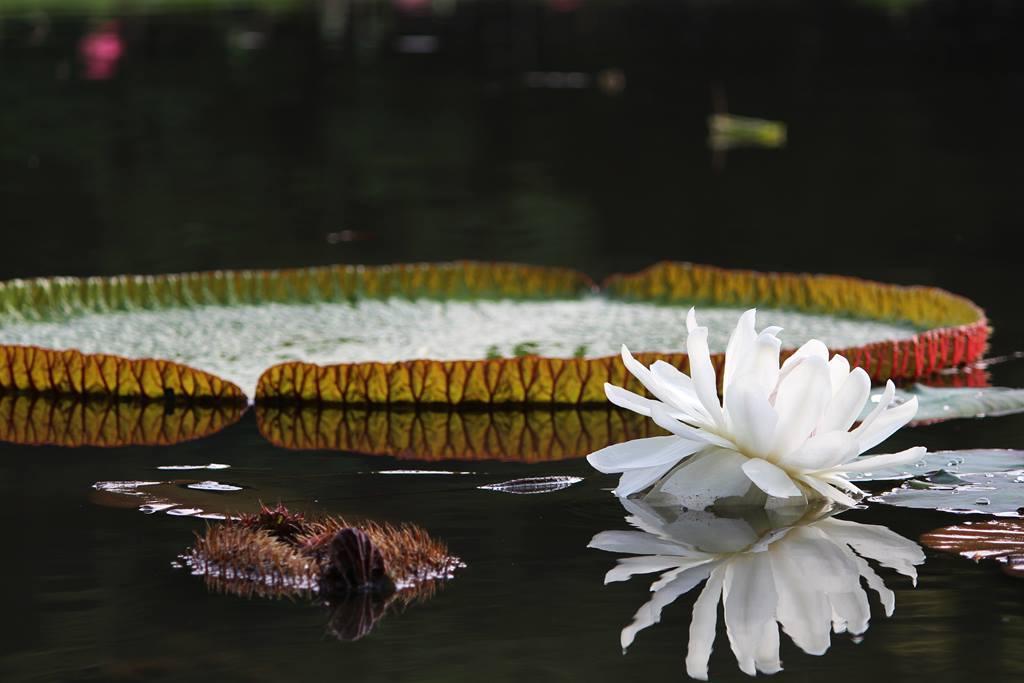 Detail Gambar Kebun Bunga Teratai Putih Nomer 4