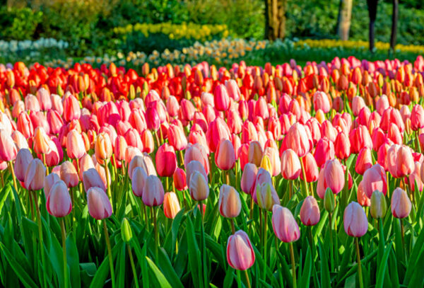 Detail Gambar Kebun Bunga Tulip Di Belanda Nomer 13