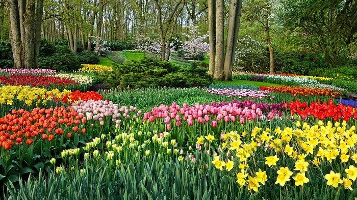 Detail Gambar Kebun Bunga Tulip Di Belanda Nomer 16