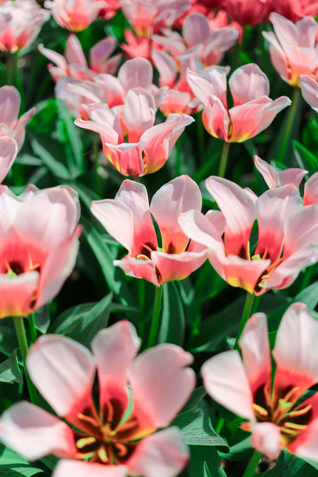 Detail Gambar Kebun Bunga Tulip Di Belanda Nomer 24