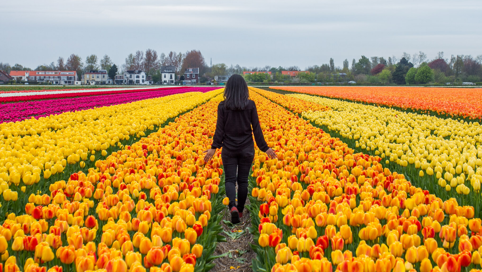 Detail Gambar Kebun Bunga Tulip Di Belanda Nomer 25