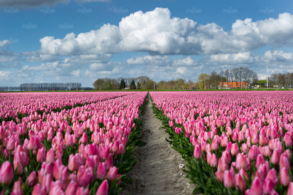 Detail Gambar Kebun Bunga Tulip Di Belanda Nomer 26