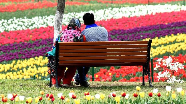 Detail Gambar Kebun Bunga Tulip Di Belanda Nomer 29