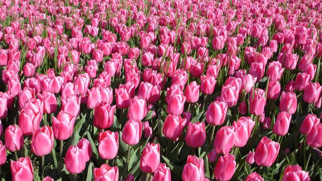 Detail Gambar Kebun Bunga Tulip Di Belanda Nomer 30