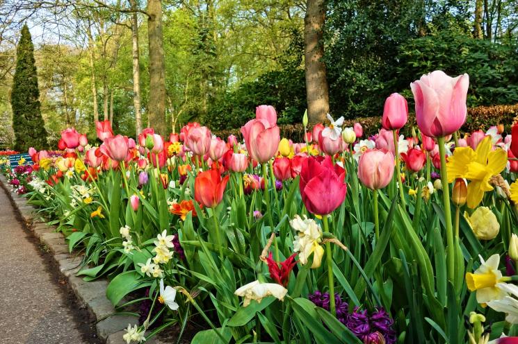 Detail Gambar Kebun Bunga Tulip Di Belanda Nomer 45