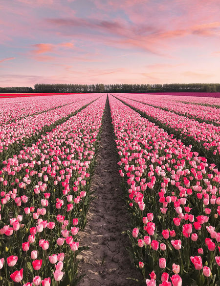 Detail Gambar Kebun Bunga Tulip Di Belanda Nomer 47