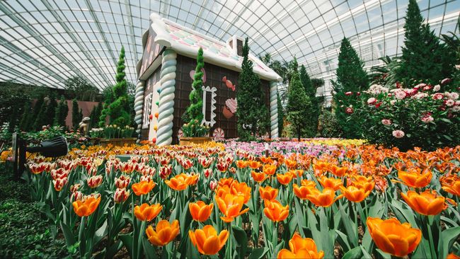 Detail Gambar Kebun Bunga Tulip Di Belanda Nomer 48