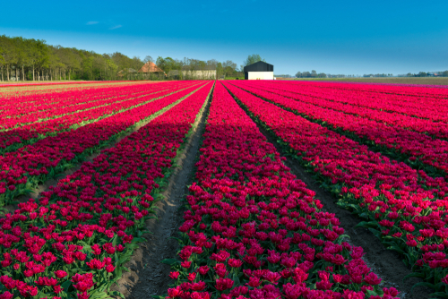 Detail Gambar Kebun Bunga Tulip Di Belanda Nomer 51