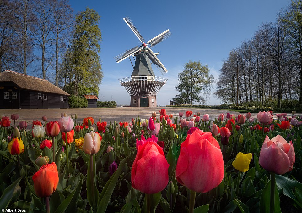 Detail Gambar Kebun Bunga Tulip Di Belanda Nomer 52