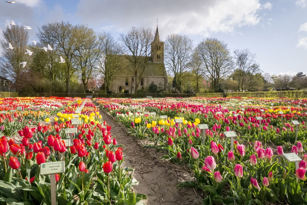 Detail Gambar Kebun Bunga Tulip Di Belanda Nomer 10